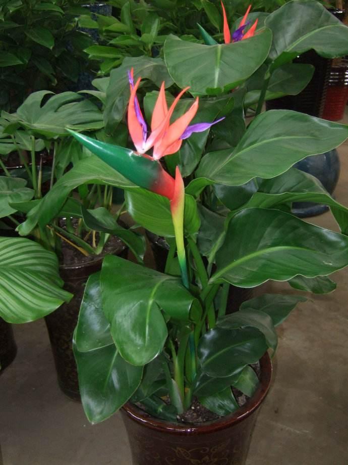 花都极乐逍遥最新章节探秘揭秘